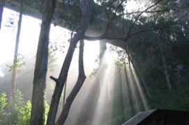 photo of sunbeams in a forest
