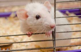 photograph: laboratory mice are sometimes used to study the effect of distant mental interactions with living organisms