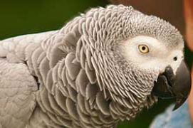 photo of N'kisi, an African Grey parrot involved in ESP experiments