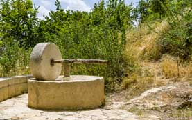 photograph of an old-fashioned olive press in an olive grove