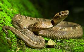 picture of snake, often the subject of phobias