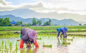 Farming in Thailand