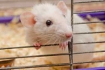 Laboratory mice are sometimes used to study the effect of distant mental interactions with living organisms photograph: laboratory mice are sometimes used to study the effect of distant mental interactions with living organisms