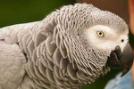 photo of N'kisi, an African Grey parrot involved in ESP experiments