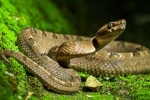 picture of snake, often the subject of phobias