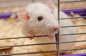 Laboratory mice are sometimes used to study the effect of distant mental interactions with living organisms photograph: laboratory mice are sometimes used to study the effect of distant mental interactions with living organisms