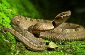 Children whose past life memories include death by snake bite often show a terror of snakes picture of snake, often the subject of phobias
