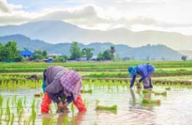 Farming in Thailand