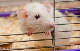 photograph: laboratory mice are sometimes used to study the effect of distant mental interactions with living organisms