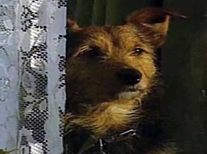 photo of the telepathic terrier Jaytee